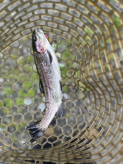 ニジマスの釣果