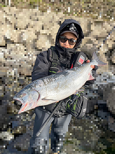 サクラマスの釣果