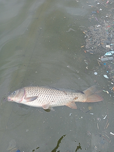 コイの釣果