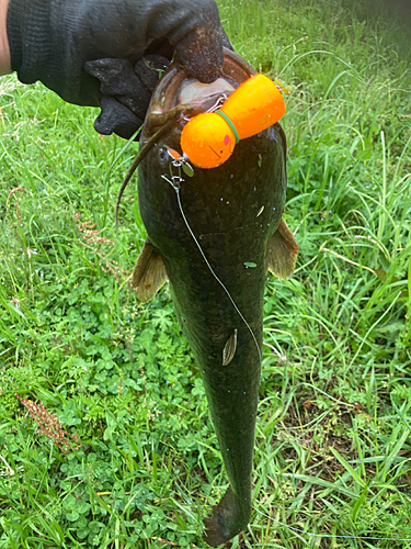 マナマズの釣果