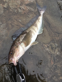 ホッケの釣果