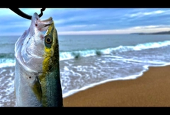 ハマチの釣果