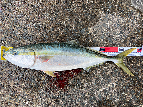 ハマチの釣果