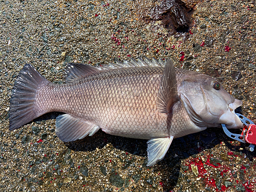 コブダイの釣果