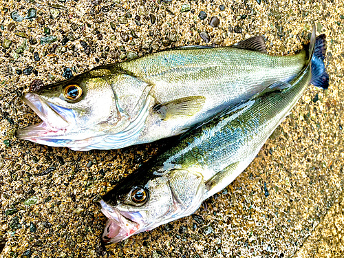 フッコ（マルスズキ）の釣果