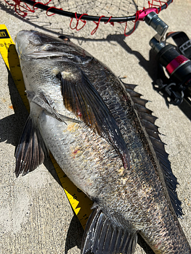 クロダイの釣果