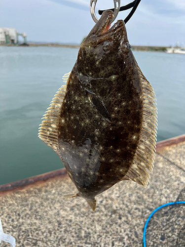 ソゲの釣果