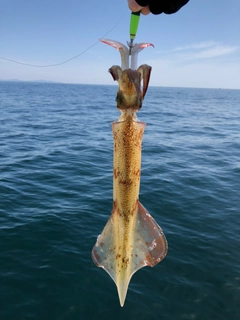 ヤリイカの釣果