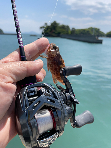 アラカブの釣果