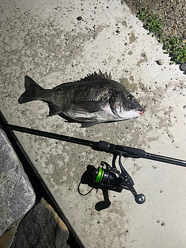 クロダイの釣果