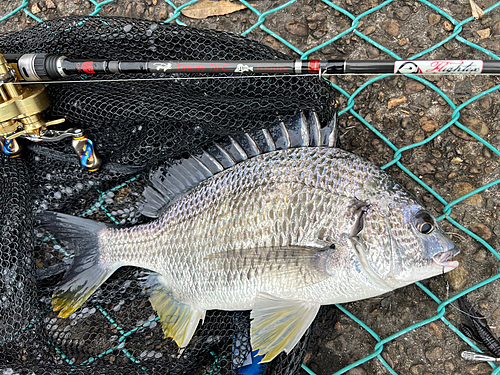 キビレの釣果