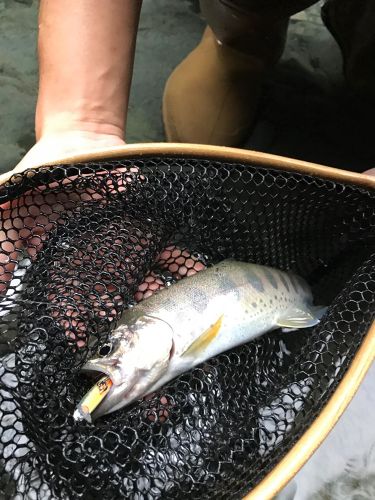 アマゴの釣果