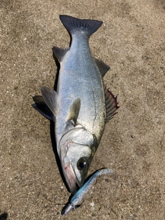 ヒラスズキの釣果