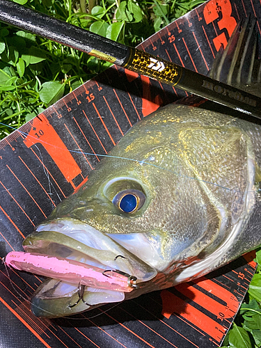 シーバスの釣果