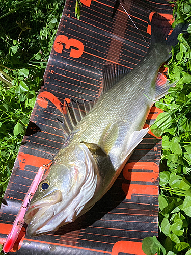 シーバスの釣果