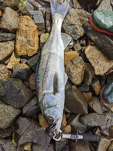 シーバスの釣果