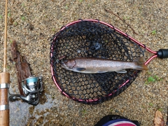 イワナの釣果