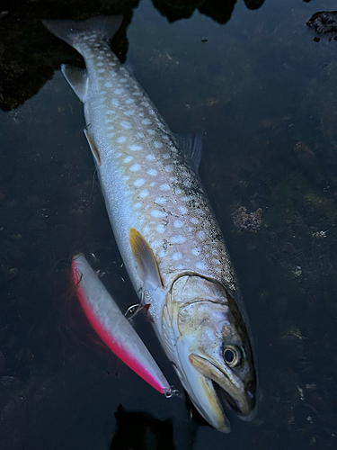 アメマスの釣果