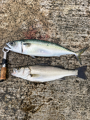 サバの釣果