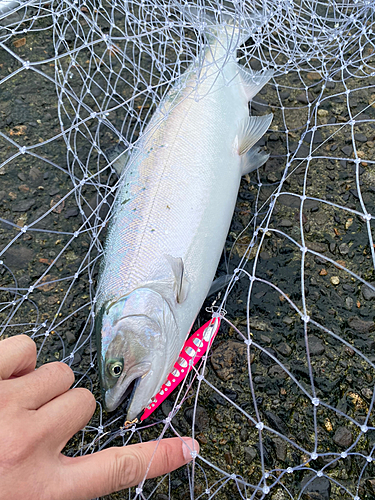 サクラマスの釣果