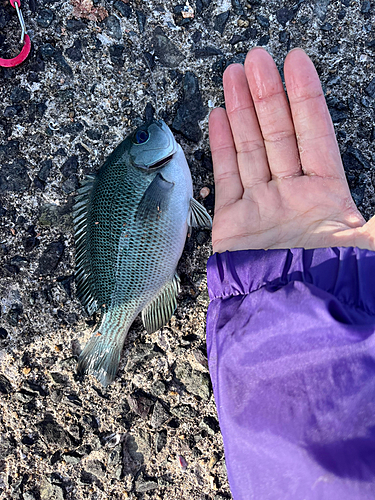 クチブトグレの釣果