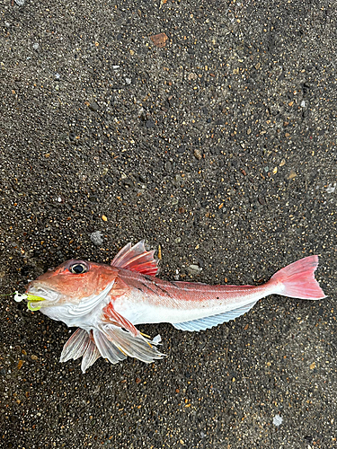 ホウボウの釣果