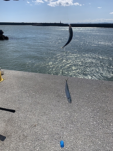 サバの釣果