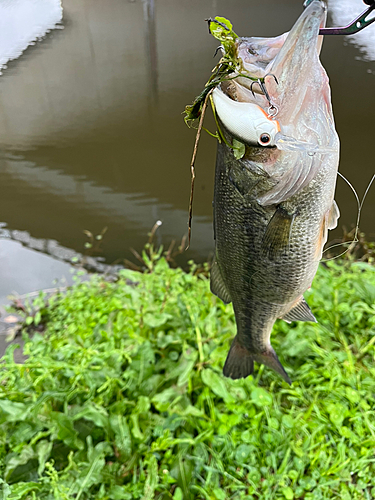 ラージマウスバスの釣果