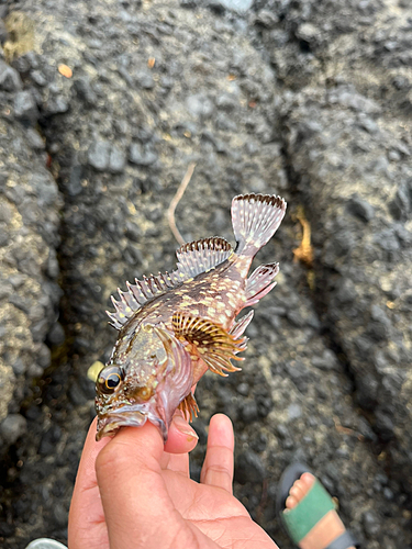 カサゴの釣果