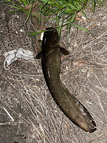 ナマズの釣果