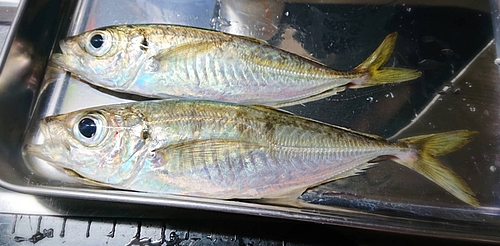 マアジの釣果