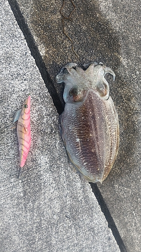 コウイカの釣果