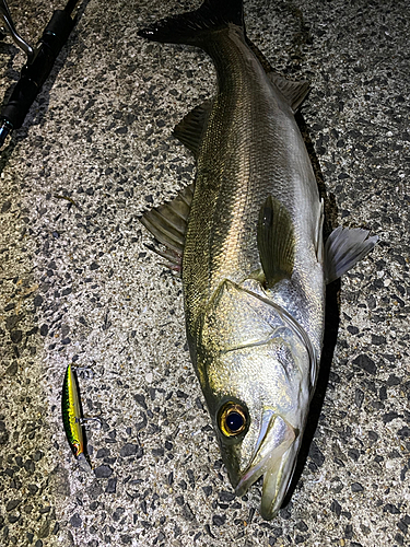 マルスズキの釣果