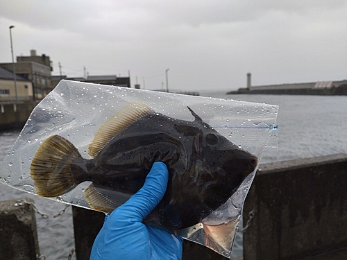 カワハギの釣果