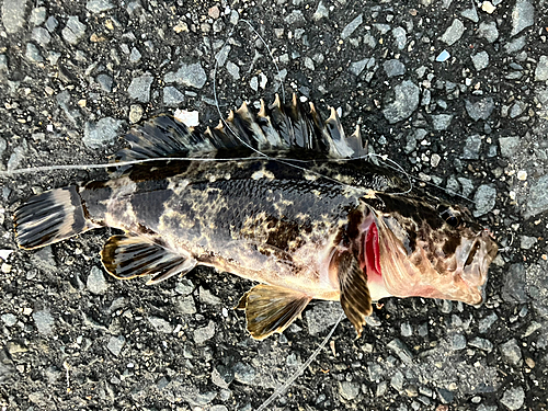 タケノコメバルの釣果