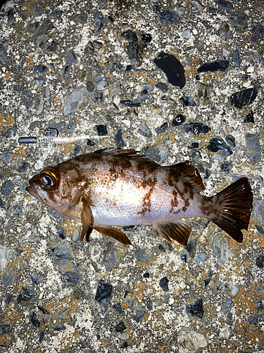 メバルの釣果