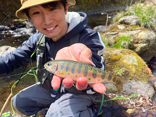 ヤマメの釣果