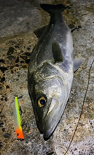 マルスズキの釣果