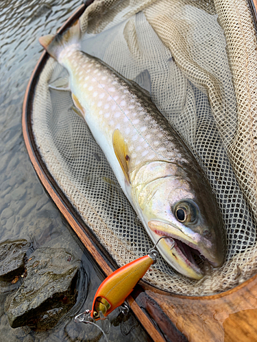 アメマスの釣果