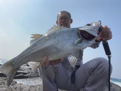 ヒラスズキの釣果