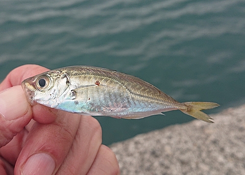 マアジの釣果