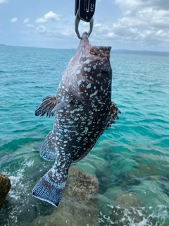 ツチホゼリの釣果