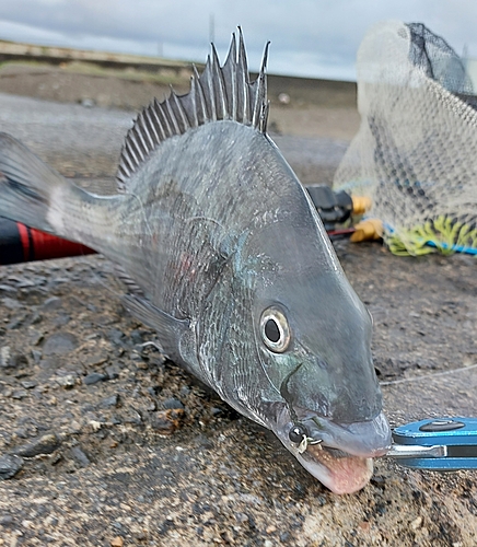 チヌの釣果