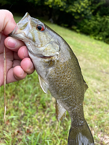 スモールマウスバスの釣果