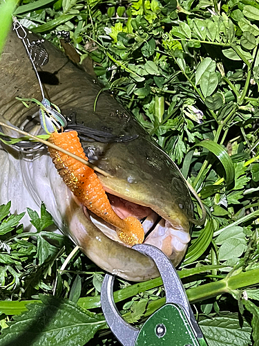 ナマズの釣果