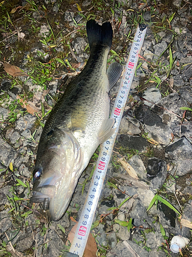 ブラックバスの釣果