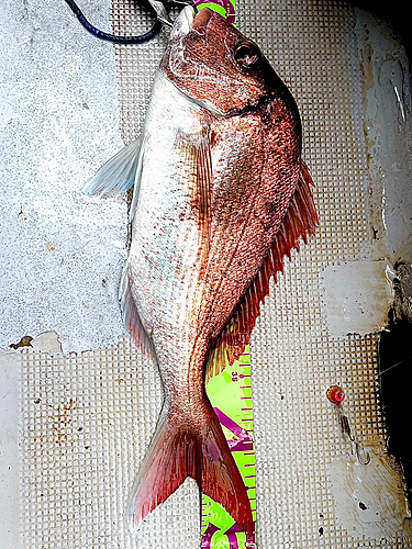 マダイの釣果