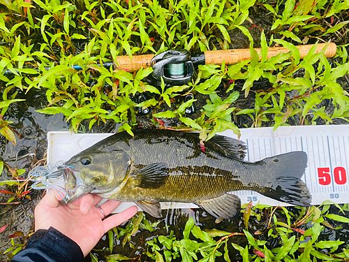 スモールマウスバスの釣果