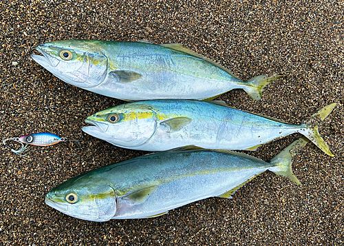 イナダの釣果