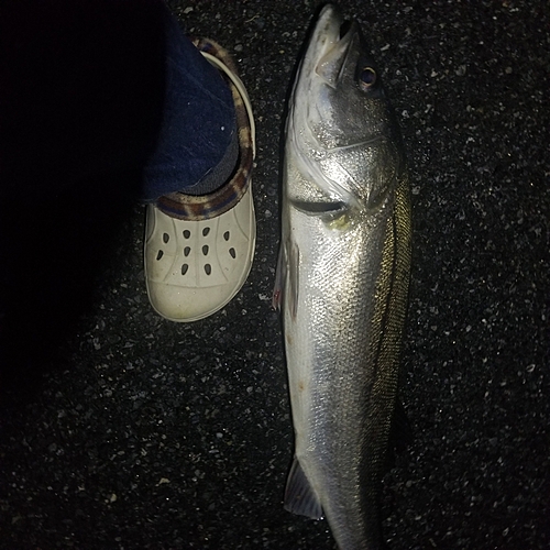 スズキの釣果